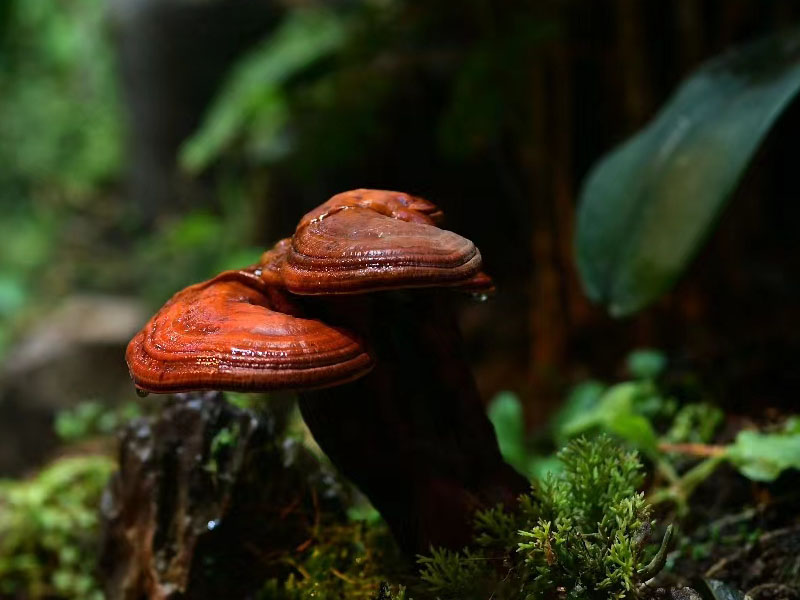 Reishi fruiting bodies